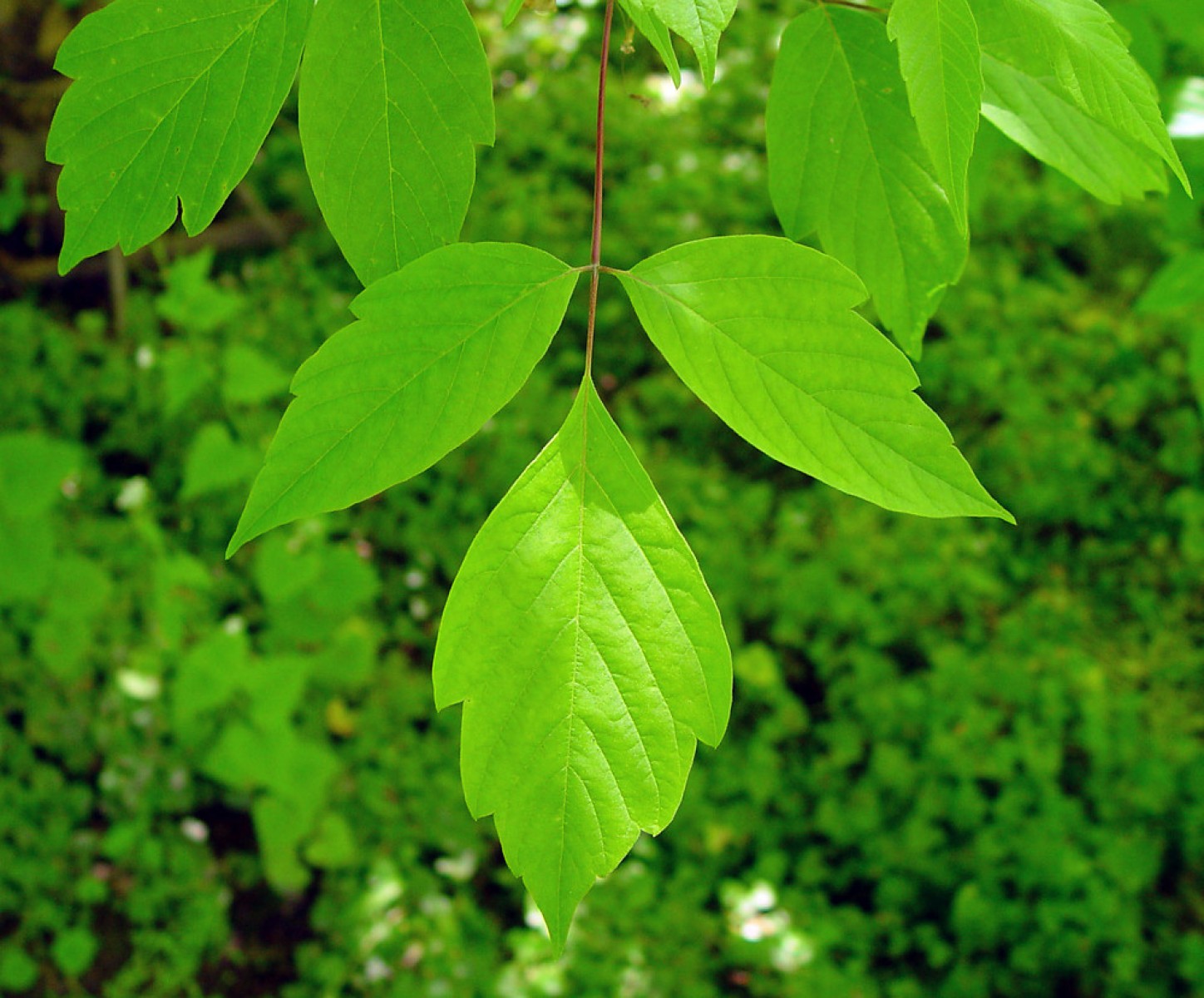 Фото листьев кустов с названиями